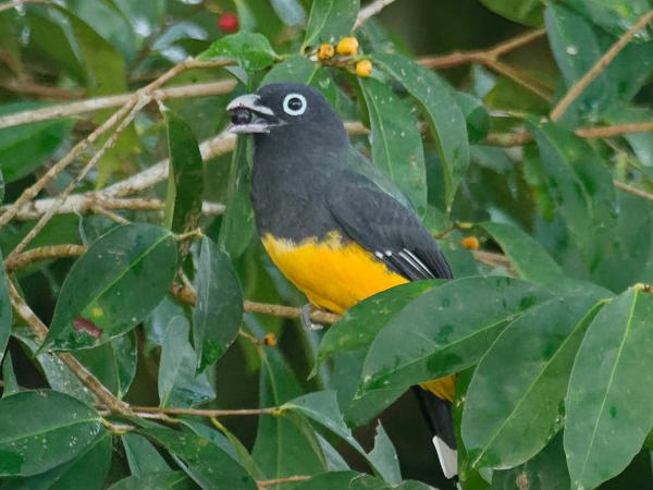 <h3><a href="/trips/costa-rica/biota/animalia/chordata/aves/035 trogoniformes/001 trogonidae/trogon melanocephalus/trogon melanocephalus-nl.html">Trogon&nbsp;melanocephalus</a> / Black‑headed&nbsp;trogon / Zwartkoptrogon</h3>OM-1 Mark II met M.300mm F4.0 + MC-14, 1/800 sec  bij F5.6, ISO 10000, afstand 36.1&nbsp;m
